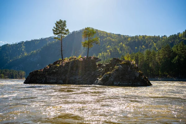 Altai 'deki Katun nehrinin ortasındaki bir adadaki ayıya benzeyen kaya.