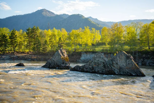 Remarkable natural objects - dragon teeth - in Katun river of Altai mountains with beautiful taiga area on background, Siberia, Russia — Stock Photo, Image