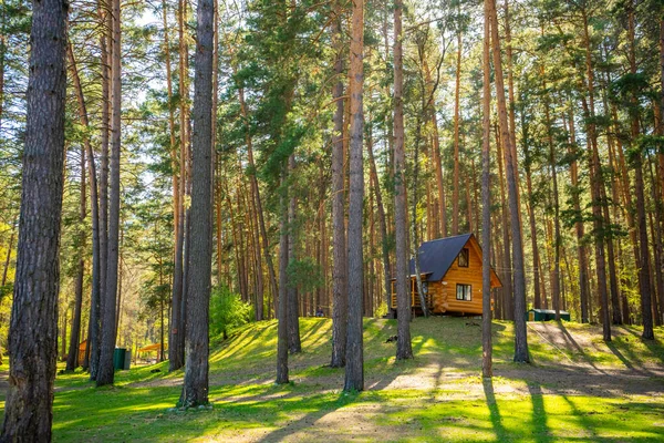Gorny Altai, Güney Sibirya, Rusya 'daki Rus taygasında köknar, ladin ve çam ormanları