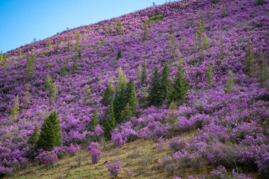 Chuysky yolu, Altai, Sibirya, Rusya yakınlarındaki Altai dağlarındaki Blooming Maralnik veya Rhododendron ledebourii 