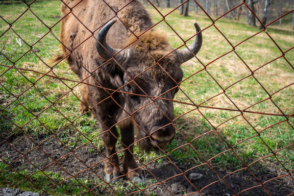 Bison face under fencing paddock. Altai Breeding bison place. The feeding place in bison nursery, Siberia, Altai , Russia. High quality photo