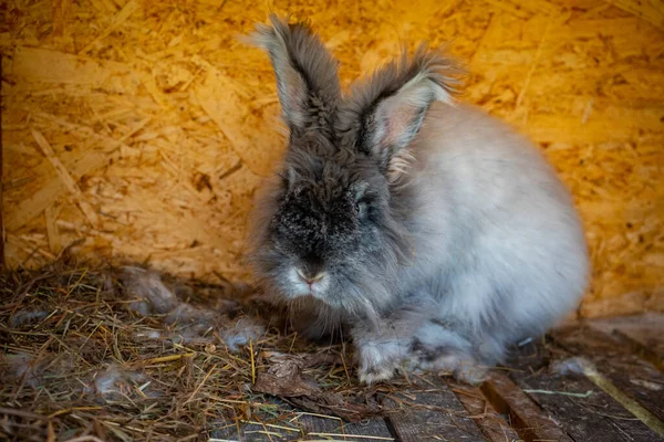 Close up view of gray rabbit in the paddock of farm in Altai, Russia — Stockfoto