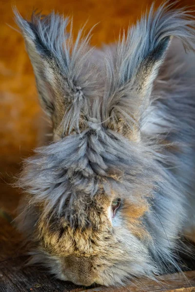 Close up view of gray rabbit in the paddock of farm in Altai, Russia — Stockfoto