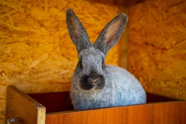 Close up view of gray rabbit in the paddock of farm in Altai, Russia — Stockfoto