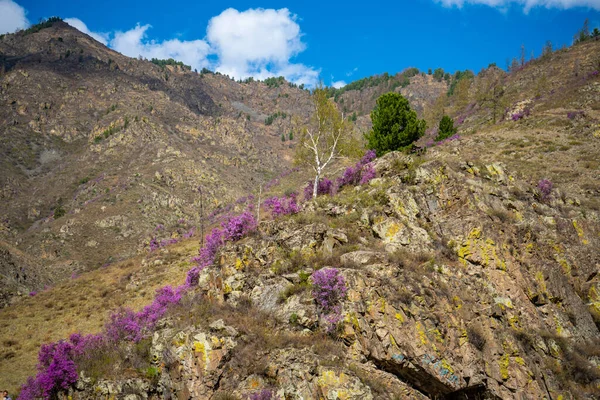 Blooming maralnik or Rhododendron ledebourii in Altai mountains near Chuysky tract, Altai, Siberia, Russia — Stock Photo, Image