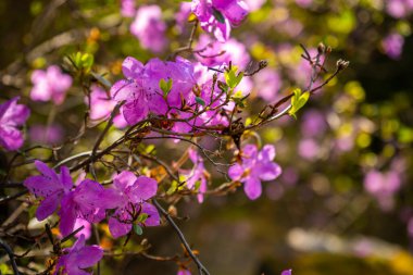 Rhododendron ledebourii, Altai sakura 'dır. Rusya, Sibirya 'daki engebeli bir kayanın içindeki güzel pembe çiçekler. Yüksek kalite fotoğraf