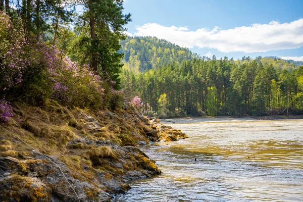 Manzherok Rapids Altai Mountains Maralnik Bush Bank Katun River Siberia — Stock Photo, Image