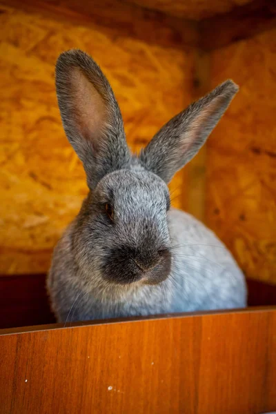 Närbild Grå Kanin Hagen Gården Altai Ryssland Högkvalitativt Foto — Stockfoto