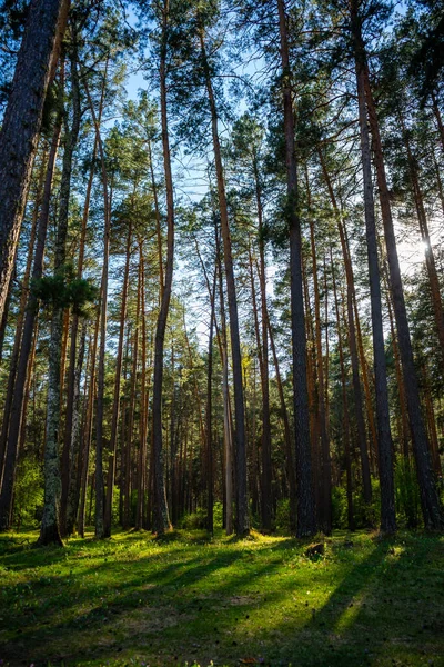 Bos Met Sparren Sparren Dennen Russische Taiga Gorny Altai Zuid — Stockfoto