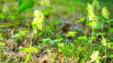 Primrose sıradan primula, Altai çayırında sarı çiçekler yakın plan, Sibirya, Rusya