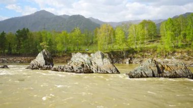 Olağanüstü doğal cisimler - ejderha dişleri - Altai dağlarının Katun nehrinde arka planda güzel tayga bölgesi, Sibirya, Rusya