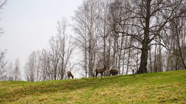 Altaier Hirsche oder Sitten fressen Heu im Frühlingswald im Naturschutzgebiet, Russland — Stockvideo