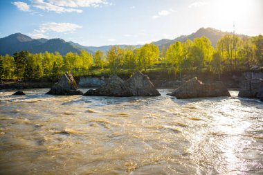 Dikkate değer doğal nesneler - ejderha dişleri - Altai dağlarının Katun Nehri 'nde arka planda güzel tayga bölgesi, Sibirya, Rusya. Yüksek kalite fotoğraf