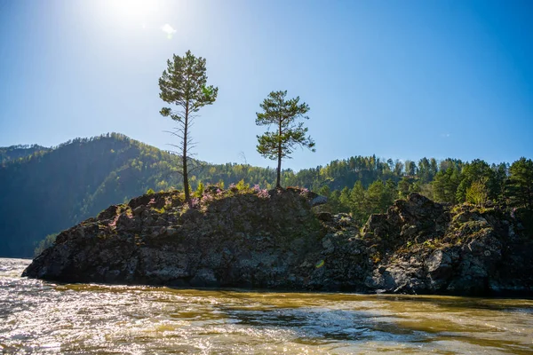 Rock Looks Bear Island Middle Katun River Altai High Quality — Stock Photo, Image