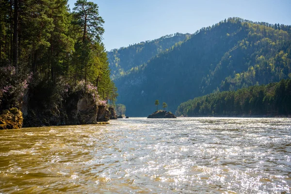 Altay Landscape Mountain River Katun Green Rocks Spring Time Siberia — Stock Photo, Image