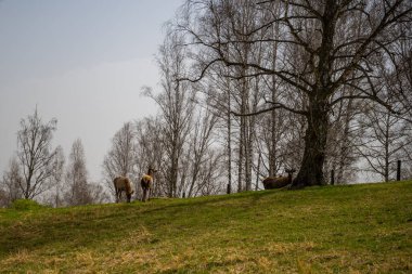 Altai geyikleri ya da ahlakı bahar ormanlarında saman yerler. Yüksek kalite fotoğraf