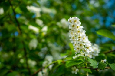 Güneşli bir bahar gününde, beyaz çiçeklerin içinde çiçek açan kuş kirazı dalları. Yüksek kalite fotoğraf