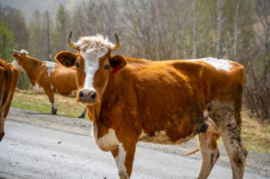Bir inek sürüsü Altai, Rusya 'da arabanın önünde yol boyunca yürüyor. Yüksek kalite fotoğraf