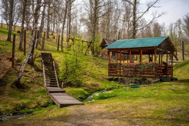 Küçük dağ akıntısı olan doğa arkaplanı. Altai yeşilliği ve kaynak suyu, Rusya. Yüksek kalite fotoğraf