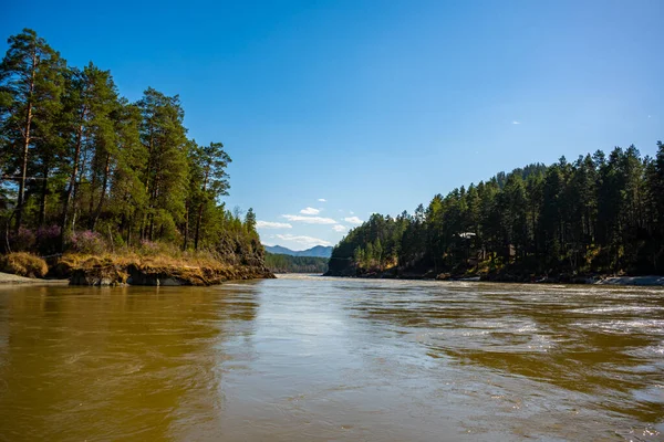 Altay Landscape Mountain River Katun Green Rocks Spring Time Siberia — Stock Photo, Image