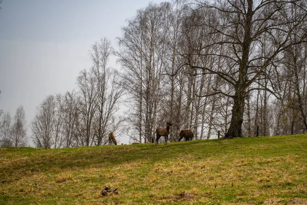 Altai geyikleri ya da ahlakı bahar ormanlarında saman yerler. Yüksek kalite fotoğraf