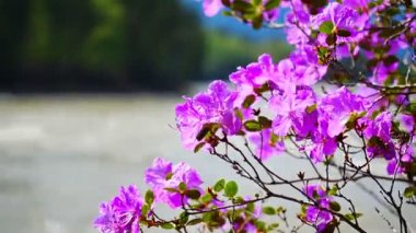 Rhododendron ledebourii, Altai sakura 'dır. Rusya, Sibirya 'daki engebeli bir kayanın içindeki güzel pembe çiçekler. Yüksek kalite 4k görüntü