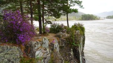 Manzherok Akıntısı Altai Dağları 'nda. Katun Nehri kıyısındaki Maralnik çalılığı, Sibirya, Rusya. Yüksek kalite 4k görüntü