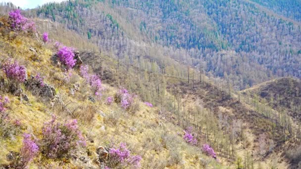 Chuysky Altai Sibirya Rusya Yakınlarındaki Altai Dağları Ndaki Blooming Maralnik — Stok video