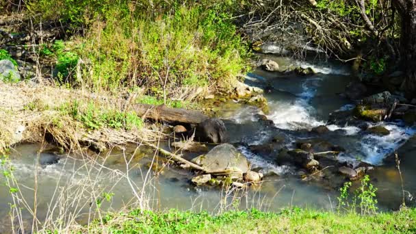 Fondo Natural Con Pequeño Arroyo Montaña Verde Altai Agua Manantial — Vídeos de Stock