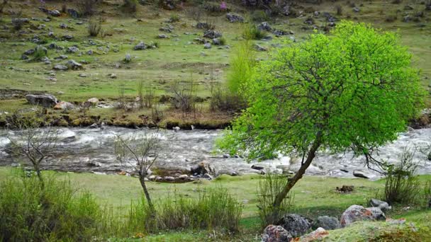 Turbid Νερό Του Ποταμού Chuya Στην Αλτάι Δημοκρατία Φύση Τοπίο — Αρχείο Βίντεο