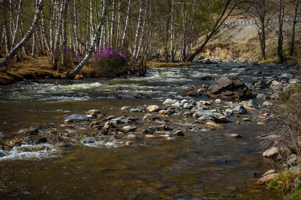 アルタイ共和国のチュヤ川の濁った水 ロシアの山々 川や木と自然景観 高品質の写真 — ストック写真