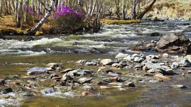 Agua Turbia Del Río Chuya República Altai Paisaje Natural Con — Vídeos de Stock