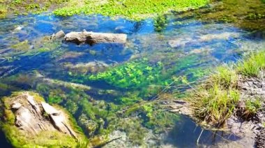  Sibirya 'nın Altai ormanlarındaki gayzer gölünden güzel bir turkuaz deresi, kıyı manzarası. Yüksek kalite 4k görüntü