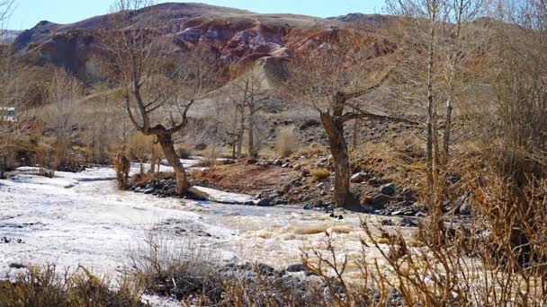 Деревья Река Снегом Ранней Весной Красочной Долине Марса Горах Алтая — стоковое видео