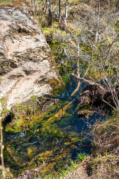 Gyönyörű Türkiz Patak Gejzír Erdők Altai Szibériában Kilátás Partról Kiváló — Stock Fotó