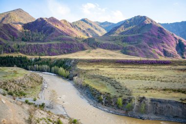 Chui nehri ile dağ manzaraları ve Rusya 'nın Altai kentindeki dağlarda Maralnik' in pembe çiçekleri açan baharlar. Yüksek kalite fotoğraf