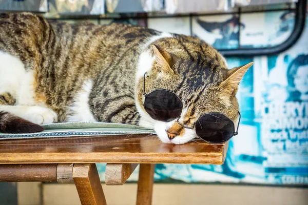 İstanbul, Türkiye - 28 Mayıs 2022: İstanbul, Türkiye 'de Türk caddesinde güneş gözlüklü ünlü kedi. Yüksek kalite fotoğraf