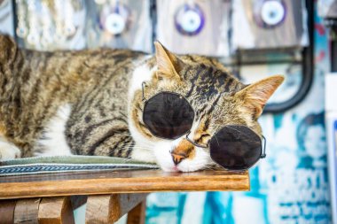 İstanbul, Türkiye - 28 Mayıs 2022: İstanbul, Türkiye 'de Türk caddesinde güneş gözlüklü ünlü kedi. Yüksek kalite fotoğraf