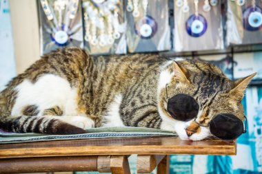 Türkiye 'nin İstanbul kentindeki Türk caddesinde güneş gözlüklü ünlü bir kedi. Yüksek kalite fotoğraf