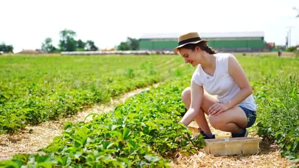 Young Woman Picking Strawberries Self Picking Plantation Czech Republic High — Stock video