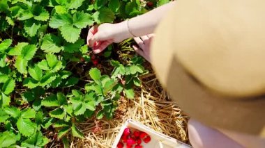 Çek Cumhuriyeti 'nde kendi kendine tarlada çilek toplayan genç bir kadın. Yüksek kalite 4k görüntü