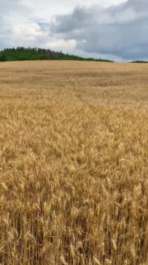 Golden ears of wheat on dramatic sky background in Czech Republic, Europe. High quality 4k footage
