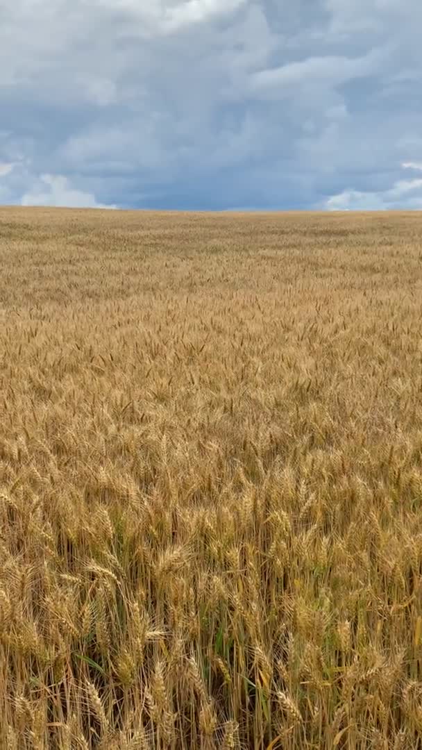 Golden Ears Wheat Dramatic Sky Background Czech Republic Europe High — Wideo stockowe