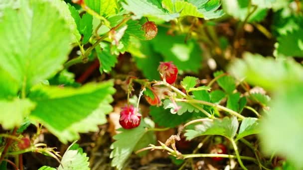 Hand Young Woman Picking Strawberries Self Picking Plantation Czech Republic — Vídeo de stock