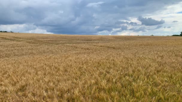 Золоті Вуха Пшениці Драматичному Тлі Неба Чехії Європа Кадри Високої — стокове відео