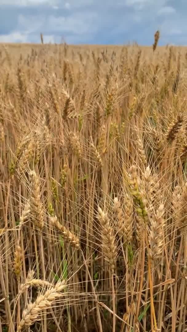 Golden Ears Wheat Dramatic Sky Background Czech Republic Europe High — Wideo stockowe