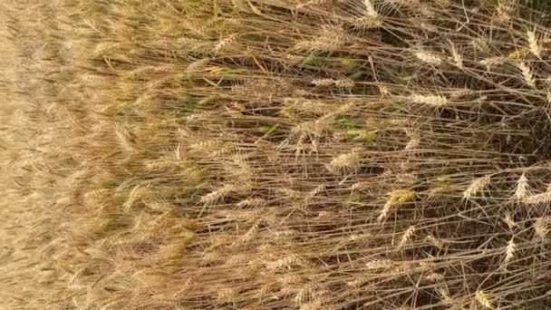 Golden Ears Wheat Dramatic Sky Background Czech Republic Europe High — Wideo stockowe