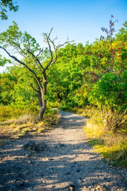 Çek Cumhuriyeti 'nin Prag şehrinde yaz aylarında gün batımında popüler vahşi park Divoka Sarka. Yüksek kalite fotoğraf