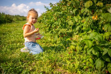 Little girl picking raspberry in raspberry self-picking plantation in Czech republic. High quality photo