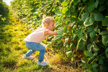 Little girl picking blackberry in raspberry self-picking plantation in Czech republic. High quality photo
